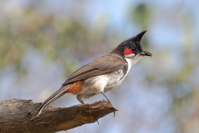Red-whiskered Bulbul (Pycnonotus jocosus) Sitting on Branch