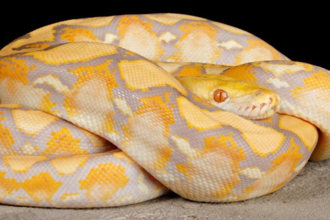 Reticulated Python (Malayopython reticulatus) Lavender Morph