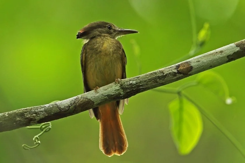 Royal Flycatcher (Onychorhynchus corpnatus) Adult Female Perched on Branch