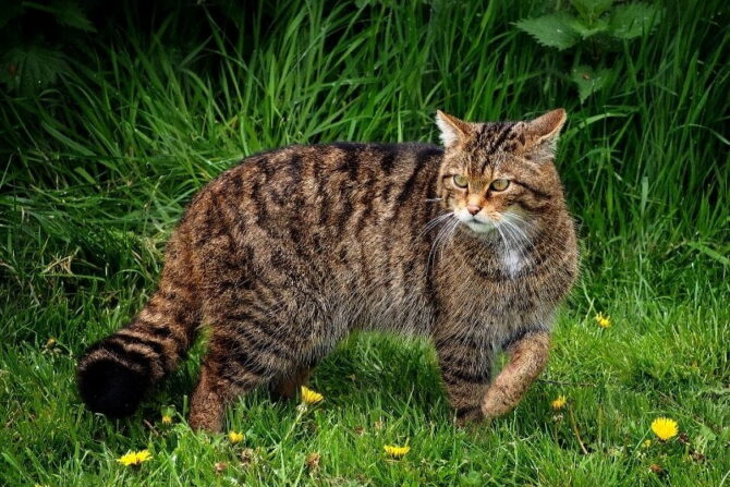 Scottish Wildcat (Felis silvestris) Standing on Grass