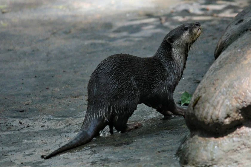 Sea Otter Out of Water