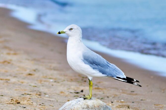 Seagull (Larus dominicanus) Standing on Stone by Lake