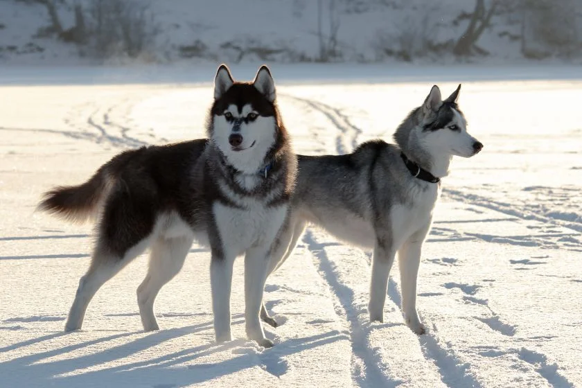 Siberian Husky Dogs Standing on Snow