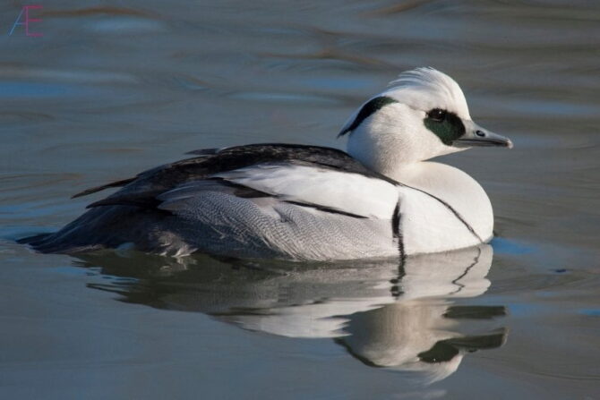 Smew (Mergus Albellus) on Water