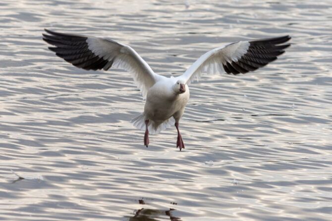 Snow Geese Flying Close to Water