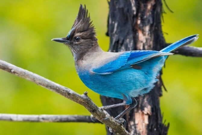 Steller's Jay (Cyanocitta Stellari) Mohawk Bird on Branch