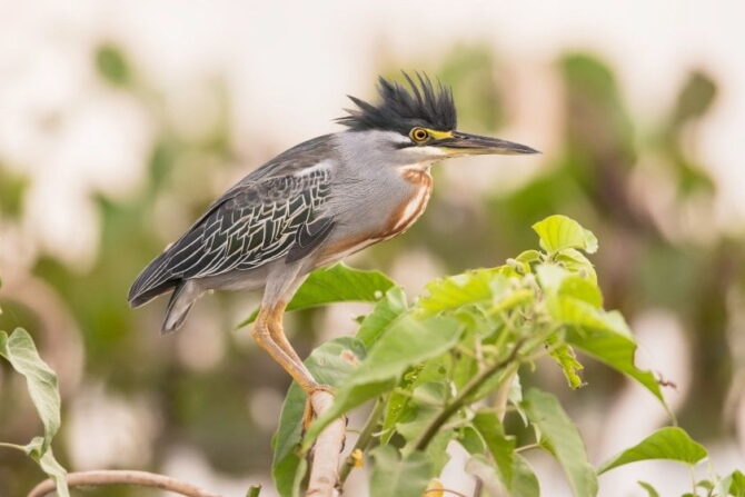 Striated Heron (Butorides striata) in Nature