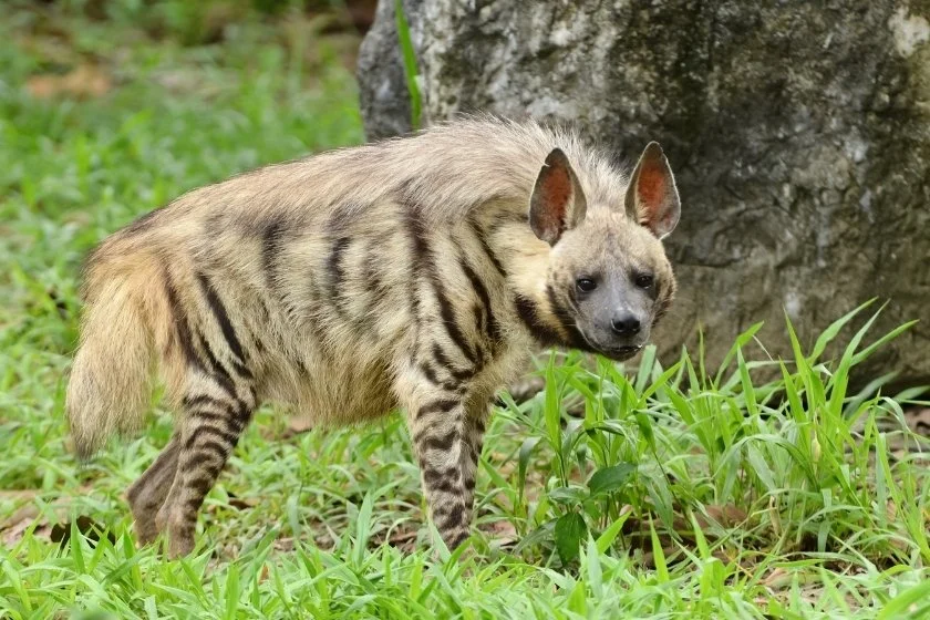 Striped Hyena (Hyaena hyaena) Looking for Prey