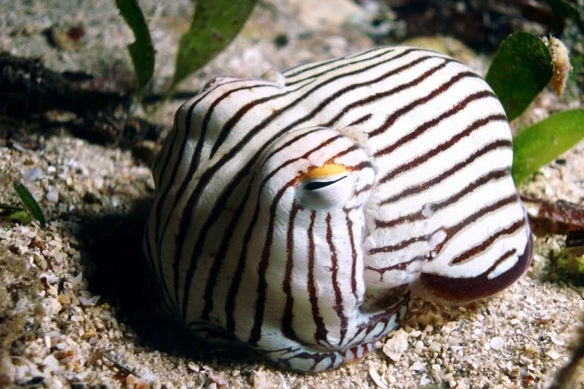 Striped Pyjama Squid (Sepioloidea lineolata) Underwater