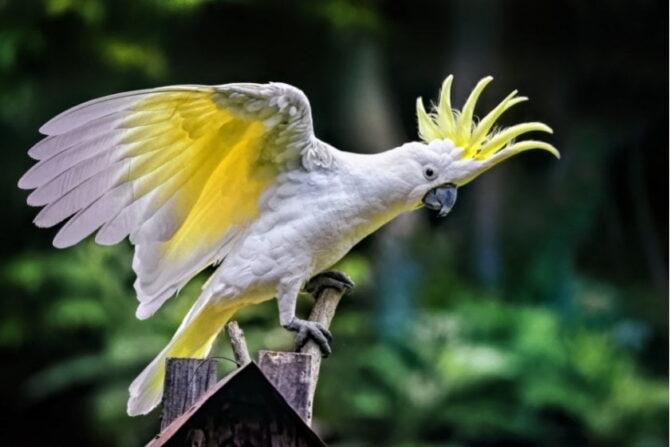 Sulphur-crested Cockatoo (Cacatua galerita) Sitting on Branch in Australia