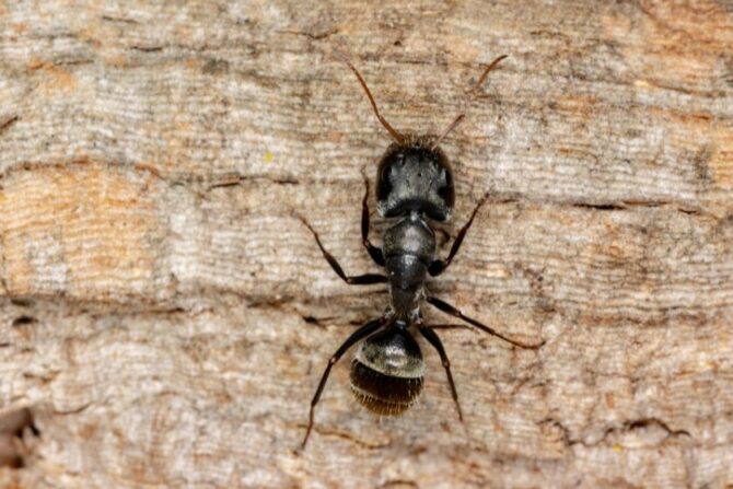 Top View of Carpenter Ant of Genus Camponotus