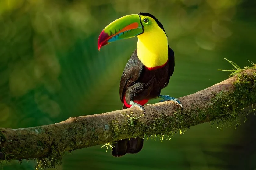 Toucan (Ramphastidae) on Branch in Rainforest