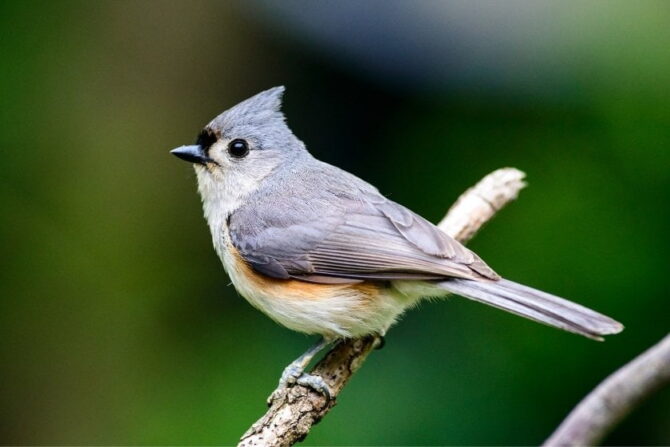 Tufted Titmouse (Baeolophus bicolor) Sitting on a Limb