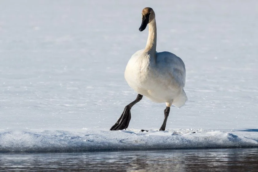 Tundra Swan (Cygnus columbianus) Prepares to Enter Water