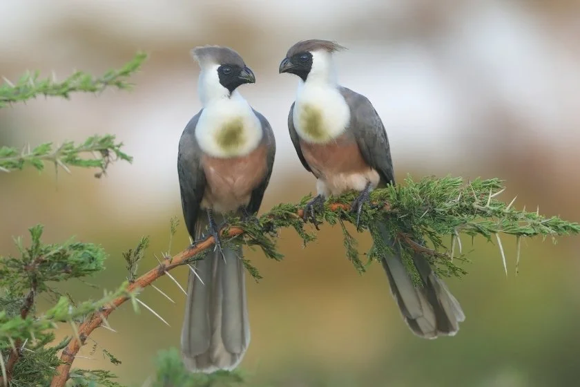Two Bare-faced Go-away Birds (Crinifer personatus)