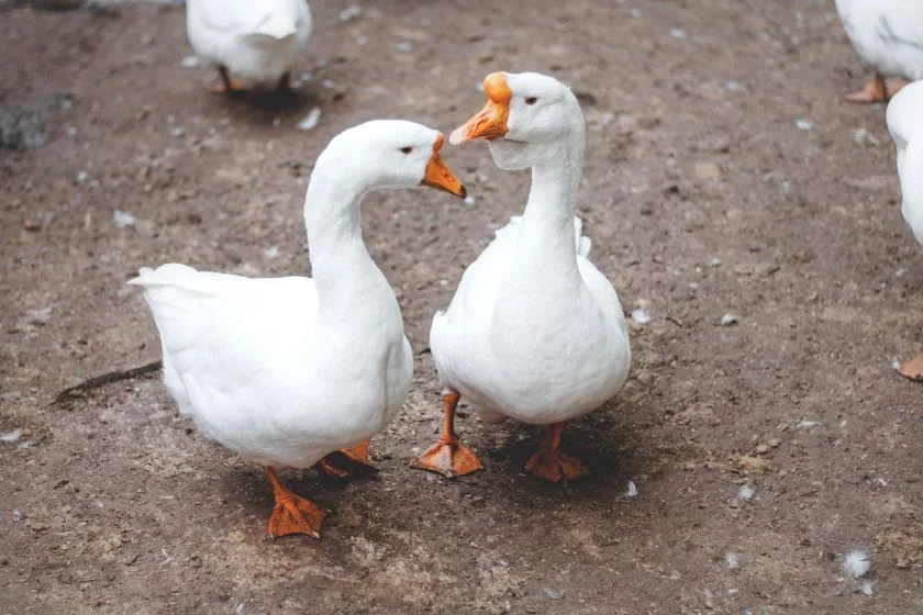 Two White Ducks on Ground