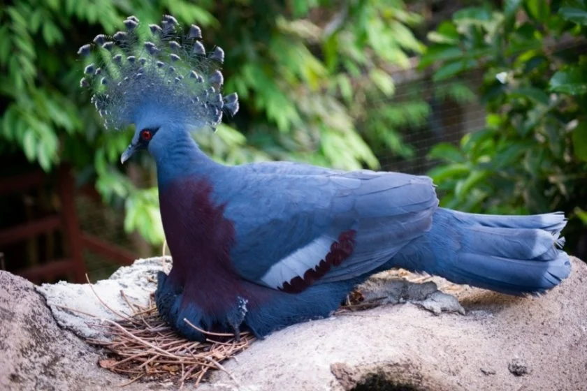 Victoria-crowned Pigeon (Goura victoria) Protecting Her Young