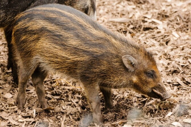 Visayan Warty Pig (Sus cebifrons) Piglet
