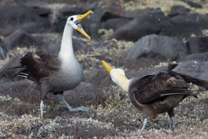Waved Albatross (Phoebastria irrorata) in the Galapagos Island