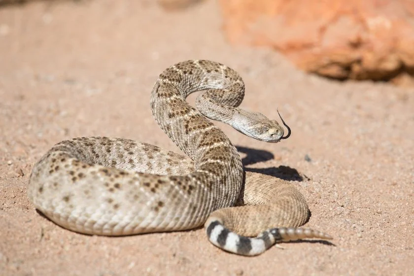 Western Diamond Rattlesnake (Crotalus atrox)