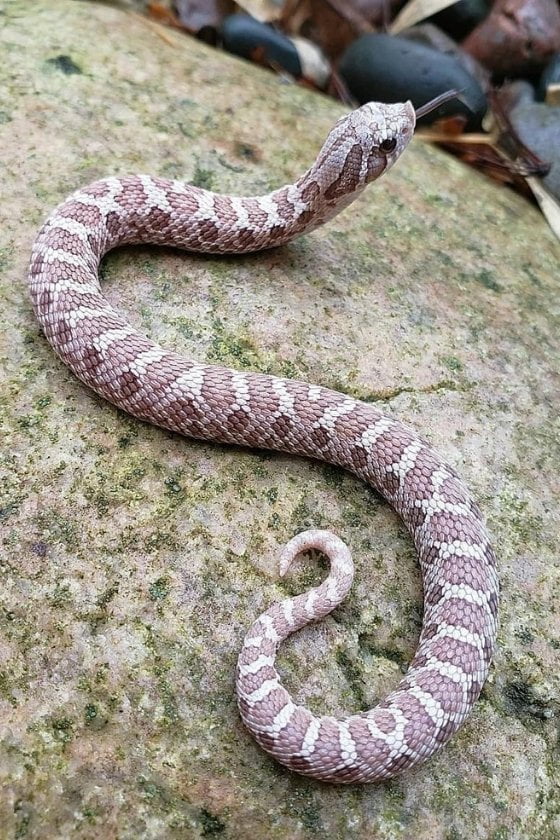 Western Hognose Snake (Heterodon nasicus) - lavender morph