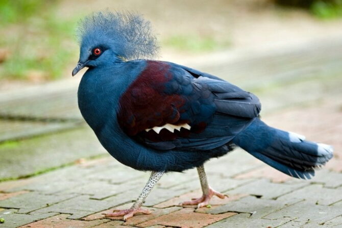 Western-crowned Pigeon (Goura cristata) on Ground