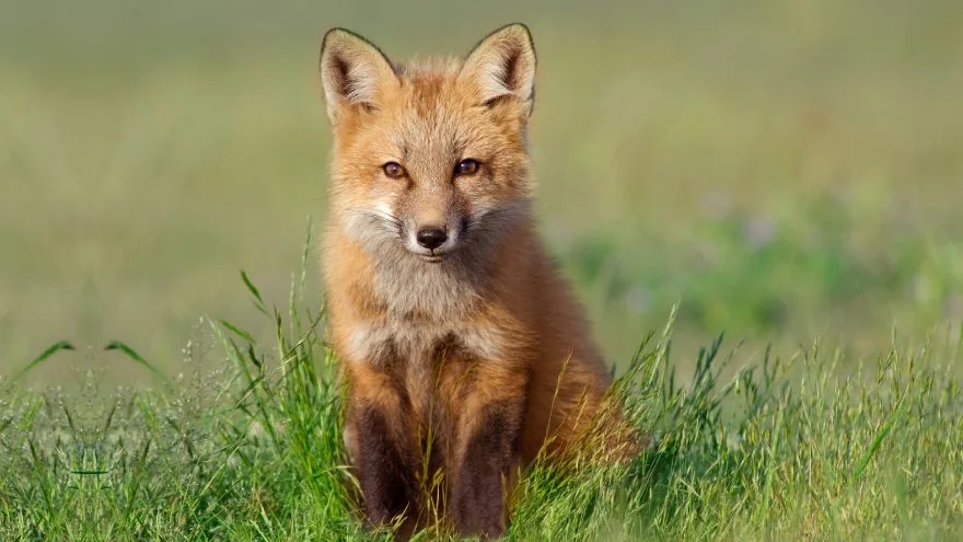 What Is A Baby Fox Called (Fun Baby Fox Facts With Cute Pictures)
