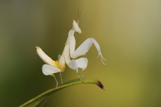 White and Yellow Orchid Mantis (Hymenopus coronatus)