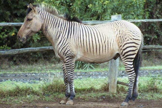 Zorse (Equus zebra x Equuscaballus) - Zebra x Horse Hybrid