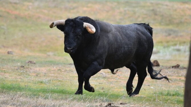 A Black Bull with Horns