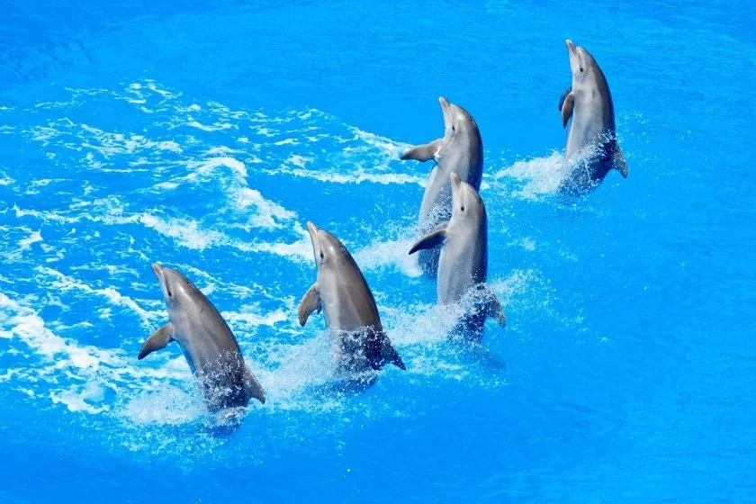 A Display of Dolphins in a Pool