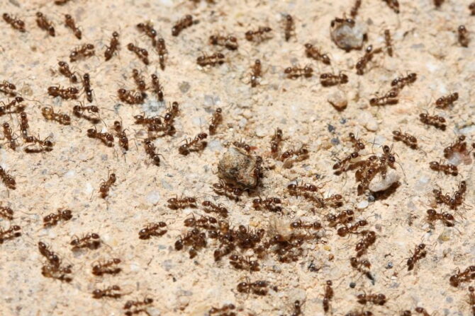 A Group of Ants Crawling on the Ground
