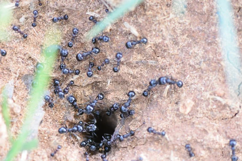 A Nest of Ants