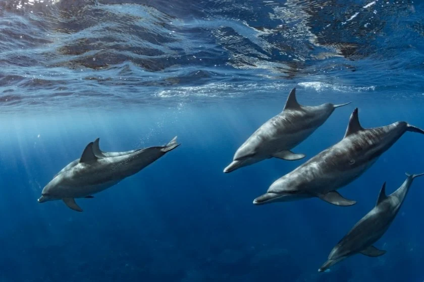 A Pod of Dolphins Swimming Under Water