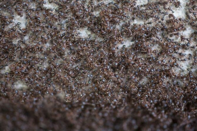 A Swarm of Ants