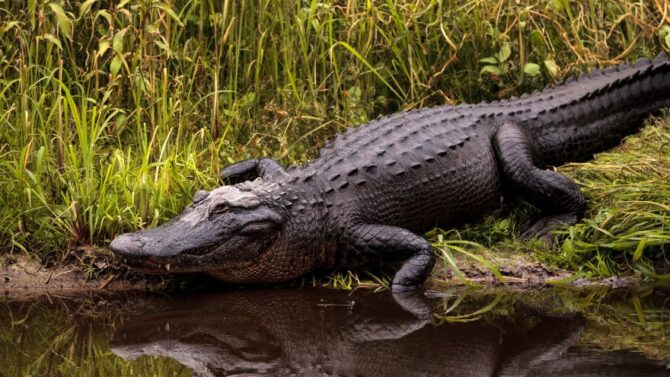 Alligators: Facts, Characteristics, Behavior, Diet, More