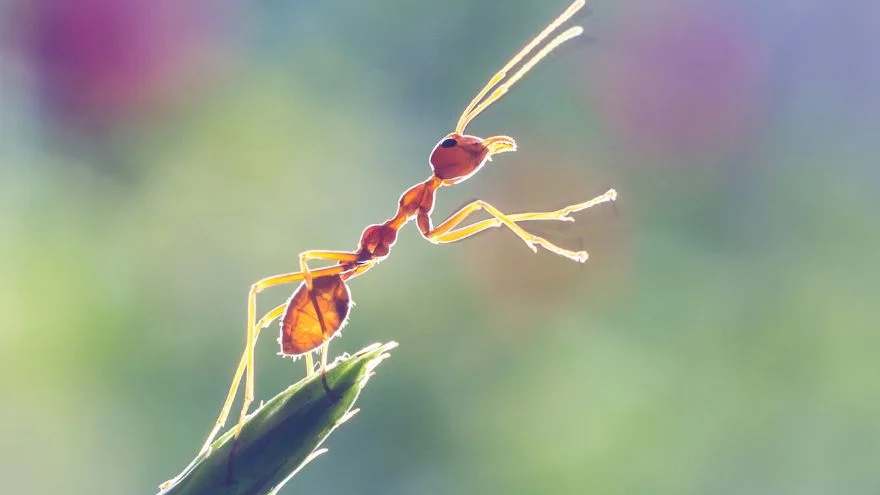 Ant Facts, Characteristics, Behavior, Diet, More