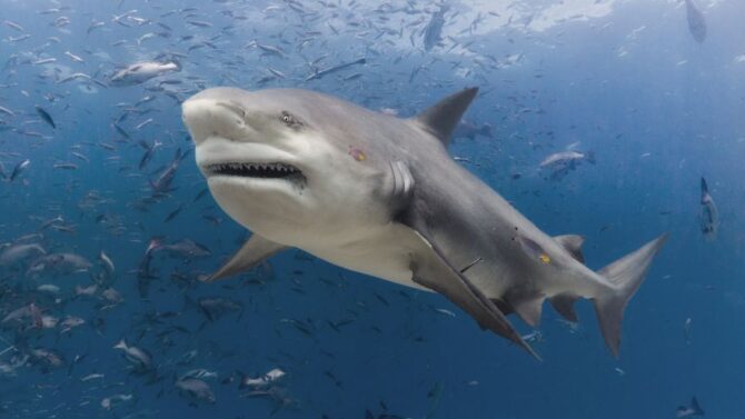 Are Bull Sharks Aggressive Do They Attack Humans 