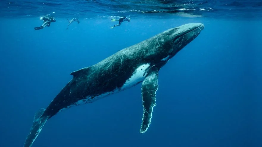 Are Whales Friendly To Humans? Can Humans Swim With Whales?