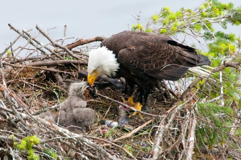 Bald Eagle Feeding Chick in Nest