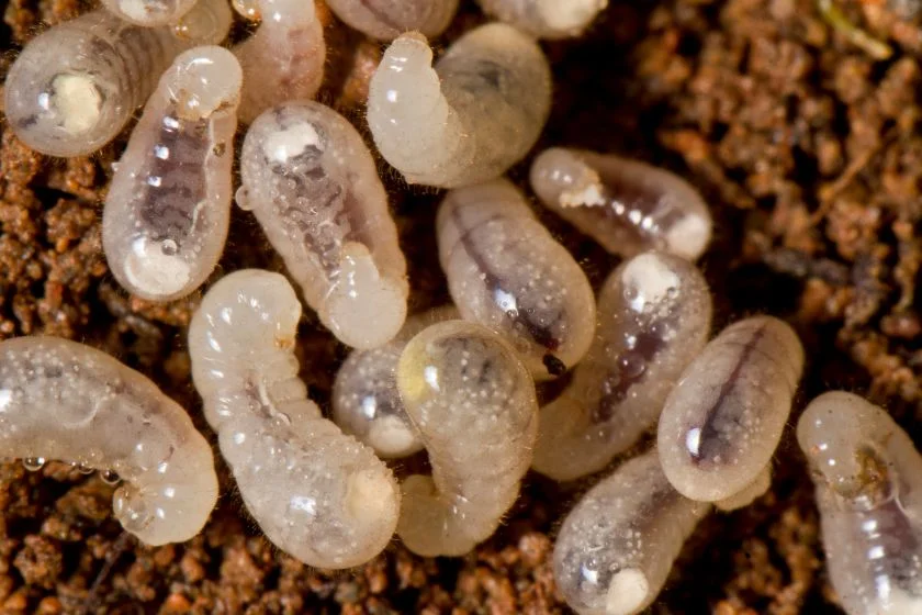 Bunch of Baby Ant Larvae