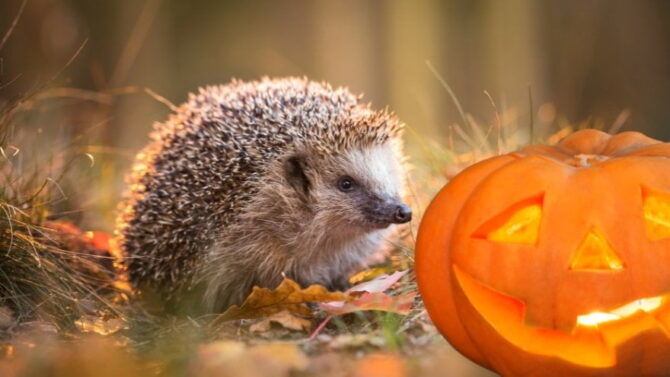 Can Hedgehogs Eat Pumpkins? Is Pumpkin Good Or Toxic For Them?