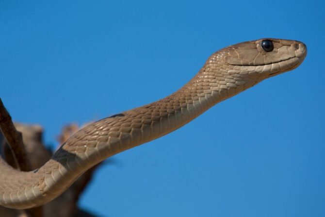 Close Up Black Mamba Snake Periscoping