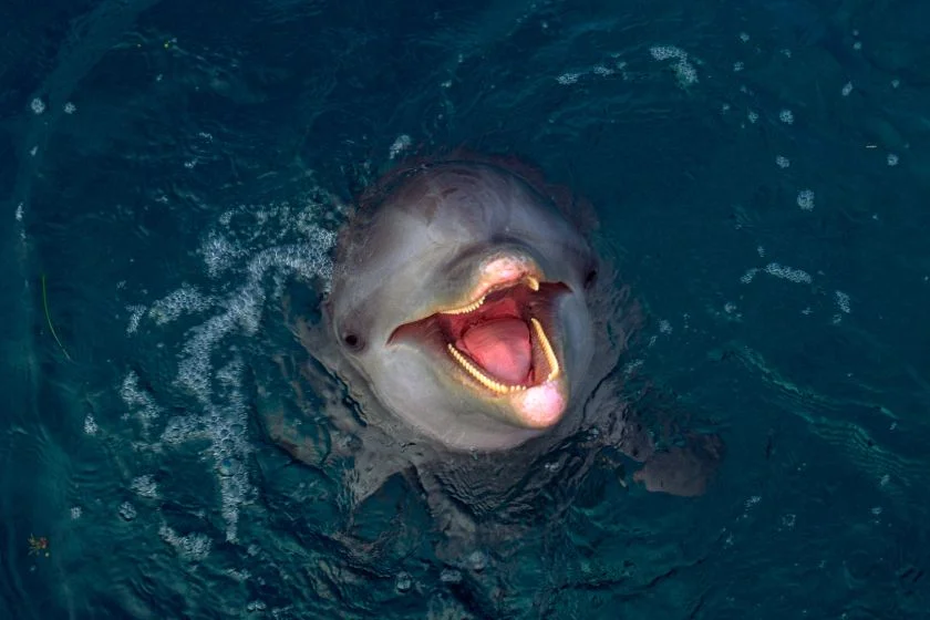 Close Up Bottlenose Dolphin Mouth and Teeth