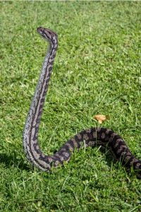 8 Snakes That Stand Upright (With Pictures & Facts)