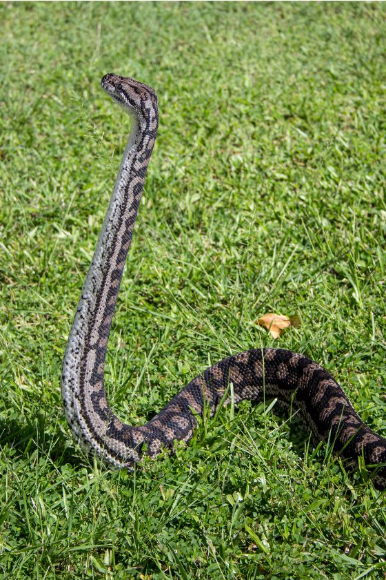 Close Up Carpet Python Standing on Grass