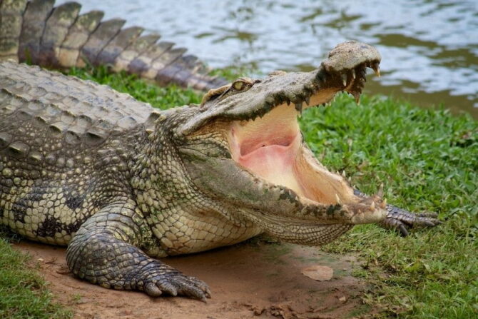 Close Up Crocodile with Mouth Wide Open