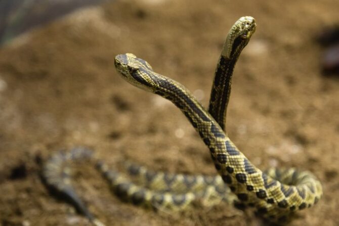 Close Up Diamond Rattlesnakes