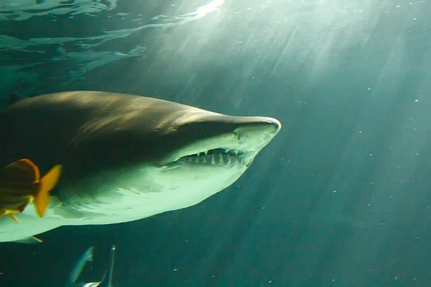 Close Up Huge Bull Shark Swimming With Jaws Open Showing Sharp Teeth