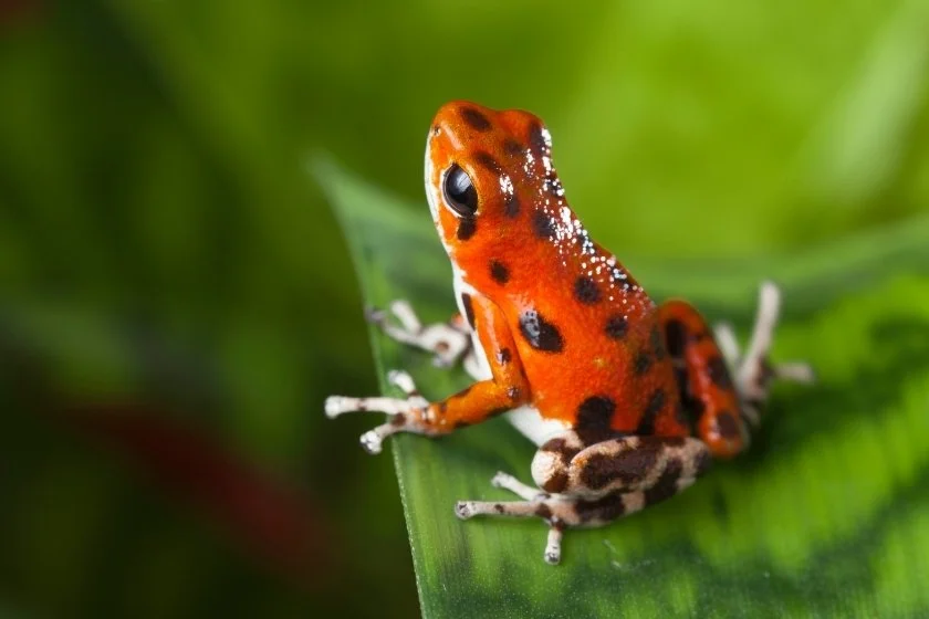 Close Up Poison Dart Frog in Natural Habitat
